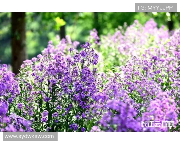 《花海之巅 王者争锋 绽放英雄梦想的荣耀之路》 《花海之巅 王者争锋 绽放英雄梦想的荣耀之路》